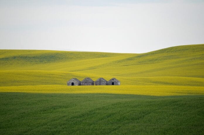 field-7025238_1280