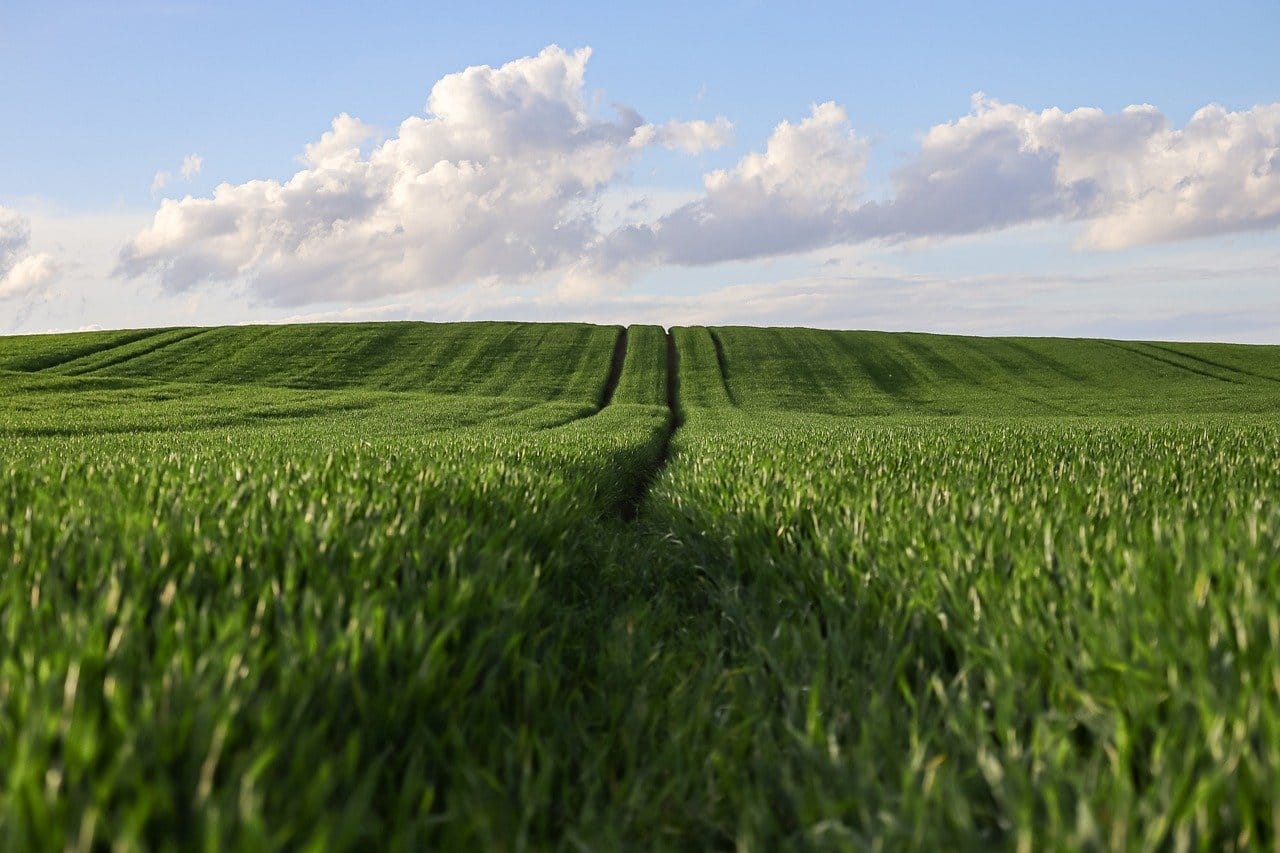 Konwersja jednostek powierzchni - jak wykonać i co warto wiedzieć? wheat-9666681_1280