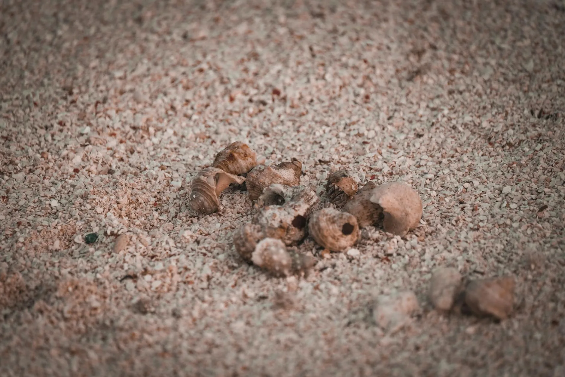 Muszle i ślimaki morskie rozsypane na szorstkim, piaszczystym brzegu