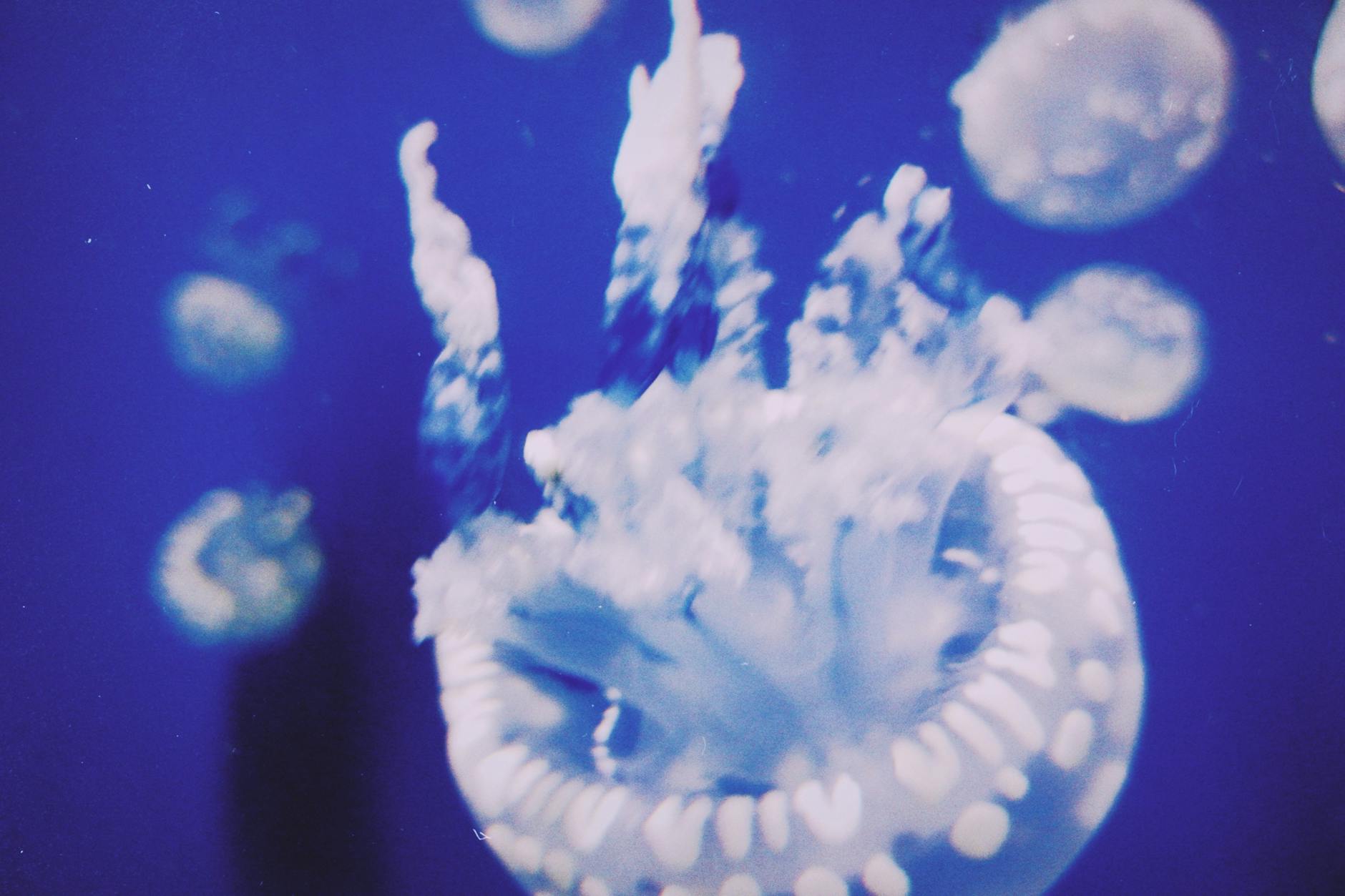 Niebieska meduza unosząca się w akwarium w chińskim oceanarium