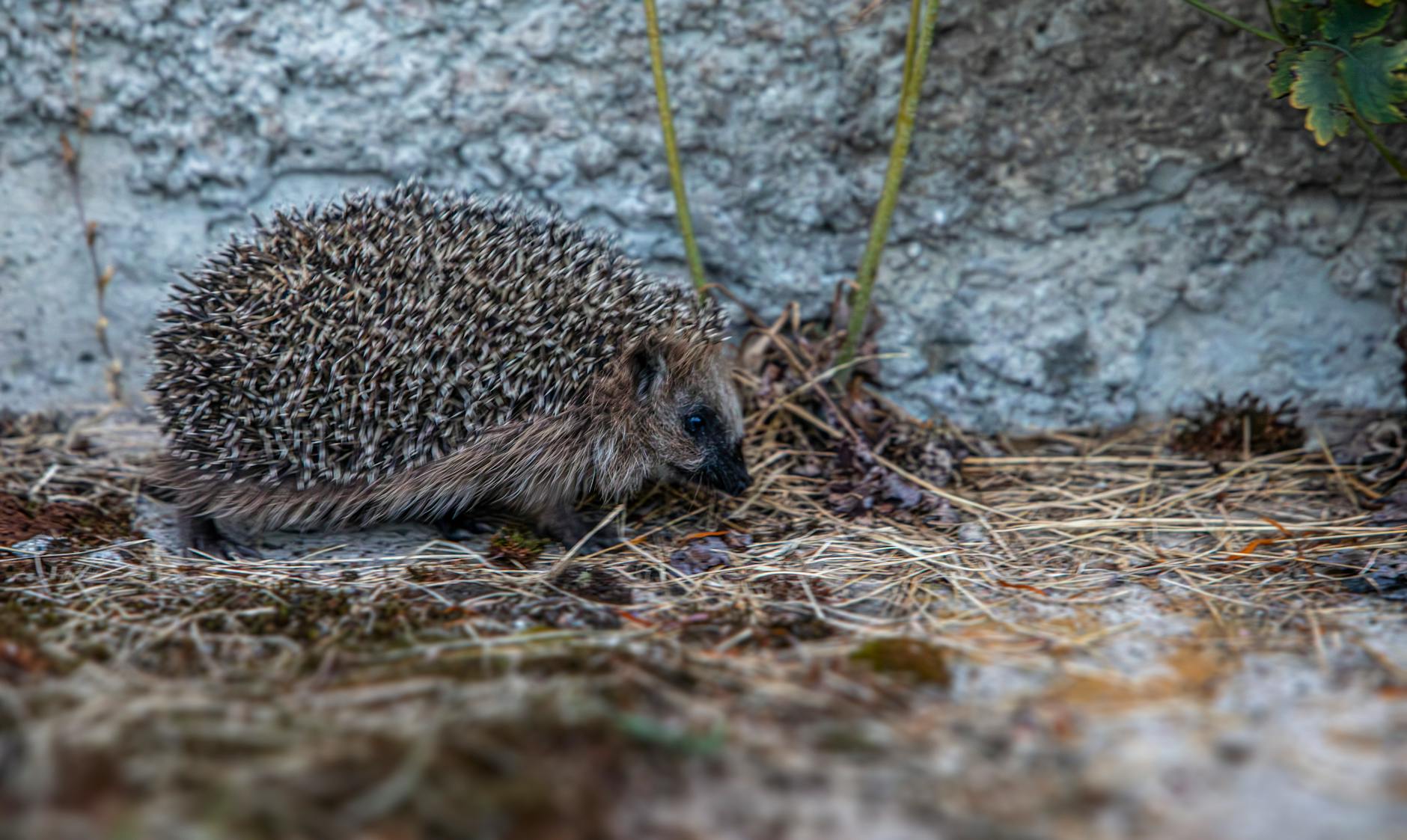 Jeż europejski w trawie i liściach w miejskim otoczeniu