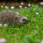 Jeż europejski w trawie ogrodu pełnym kolorowych kwiatów