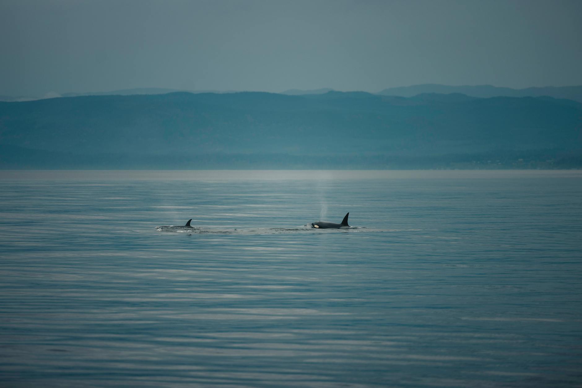 Orki płynące w spokojnym morzu na tle mglistych gór