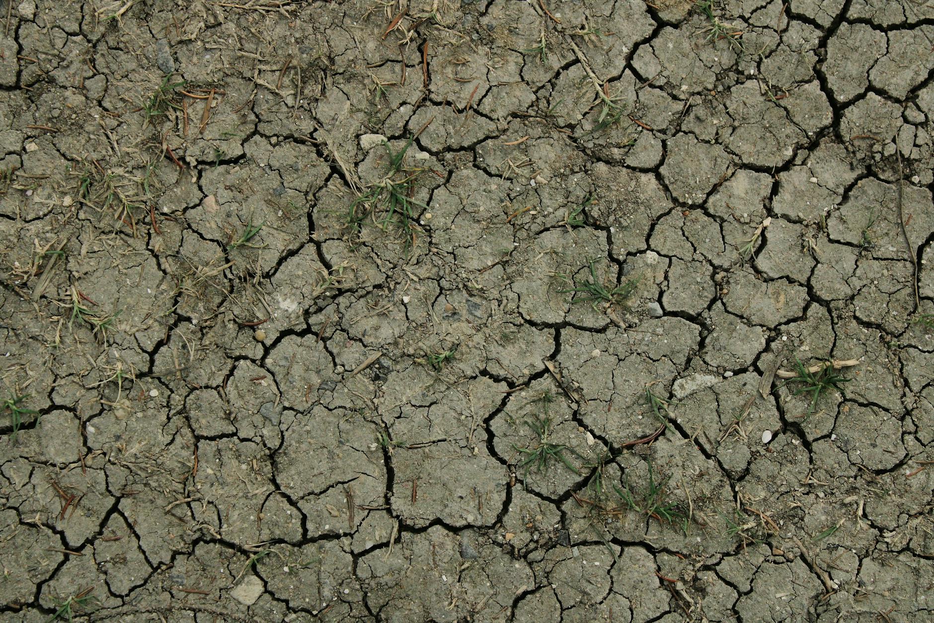 Spękana sucha ziemia z nielicznymi źdźbłami trawy podczas suszy