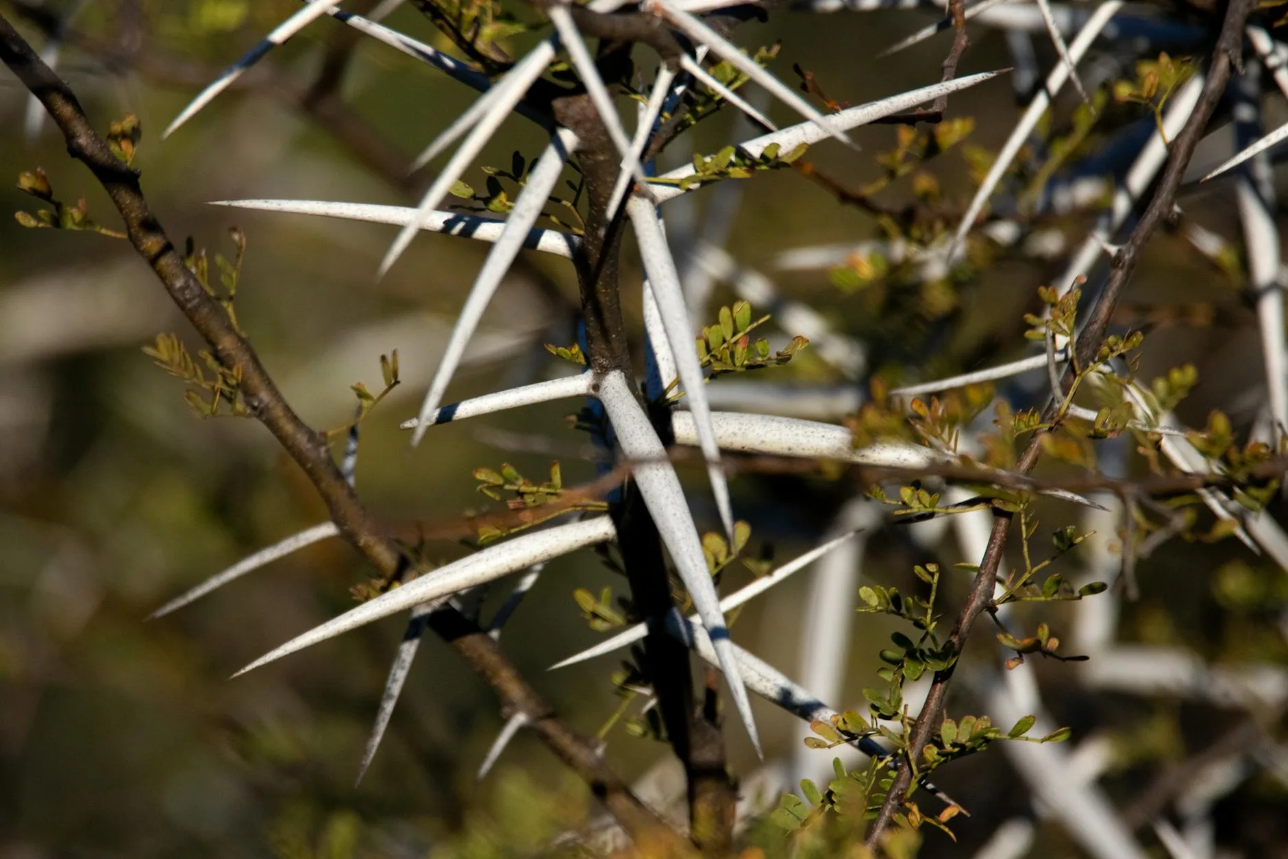Jak rośliny bronią się przed roślinożercami bez ucieczki? Zbliżenie rośliny z ostrymi kolcami i liśćmi w naturalnym środowisku