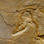 Pytanie od czytelnika: czy dinozaury miały pióra? Co mówią nowe odkrycia Zbliżenie skamieliny Archaeopteryksa z wyraźnie widoczną strukturą kości