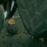 Zbliżenie zielonych członów kaktusa z kolcami na pustyni