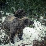 Dwa niedźwiedzie grizzly idą przez ośnieżony las