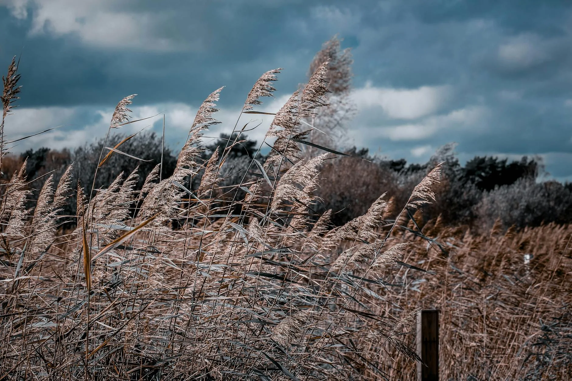 Trzcinowe łany kołysane silnym wiatrem pod pochmurnym niebem