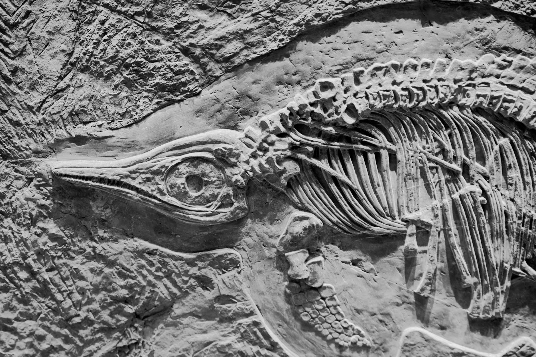 Zbliżenie skamieniałego szkieletu dinozaura z widocznymi detalami