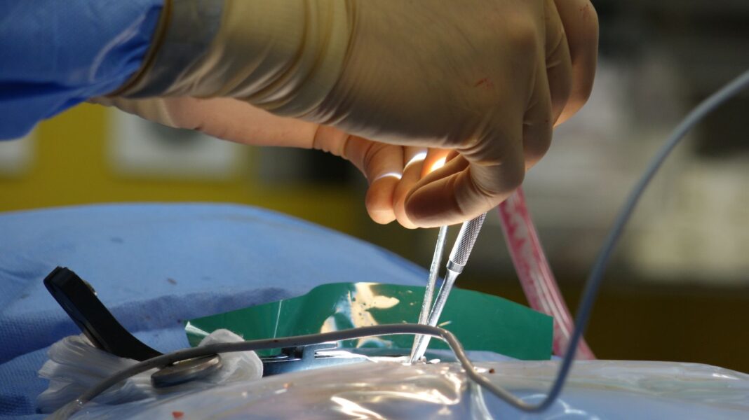 Ksenotransplantacja: jak modyfikacje genetyczne świń umożliwiły przeszczepy serca człowiekowi? Ksenotransplantacja: jak modyfikacje genetyczne świń umożliwiły przeszczepy serca człowiekowi?