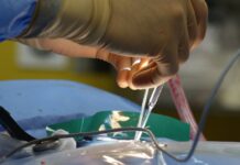 Ksenotransplantacja: jak modyfikacje genetyczne świń umożliwiły przeszczepy serca człowiekowi? Ksenotransplantacja: jak modyfikacje genetyczne świń umożliwiły przeszczepy serca człowiekowi?