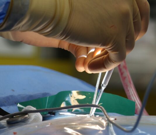 Ksenotransplantacja: jak modyfikacje genetyczne świń umożliwiły przeszczepy serca człowiekowi?